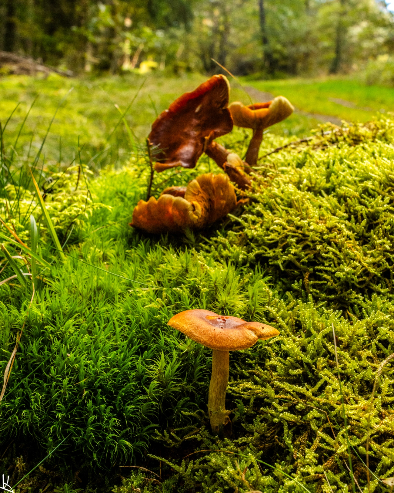 Forêt de la montagne des Fraux